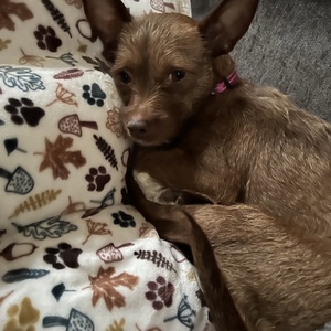 Fundraising Page: Lori Rowe